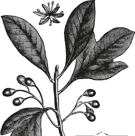 Blätter und Zweige der Sassafras-Pflanze